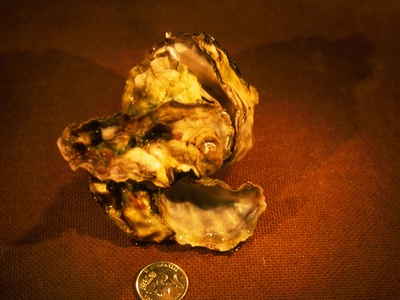 Pacific oyster