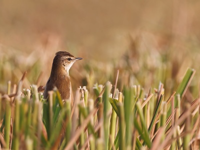 Paddyfield Warbler