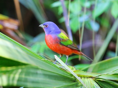 Painted Bunting