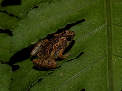 Painted Chorus Frog