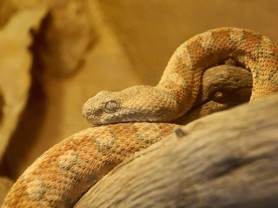 Painted Saw-scaled Viper