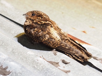 Palau Nightjar