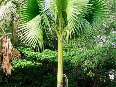 Palau Ponapea Palm