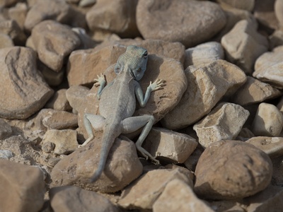 Pale Agama