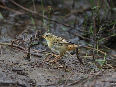 Pallas's grasshopper warbler