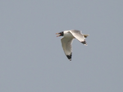 Pallas's Gull