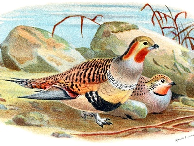Pallas's Sandgrouse