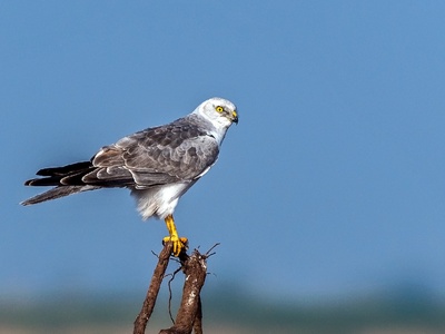 Pallid Harrier