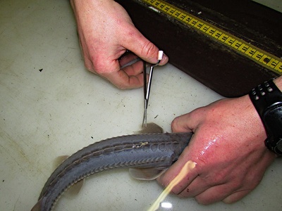Pallid Sturgeon