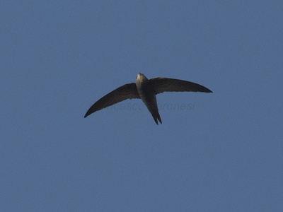 Pallid Swift
