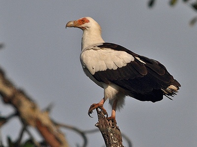 Palm-nut Vulture