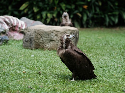 Palm-nut Vulture