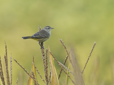 Palm Warbler