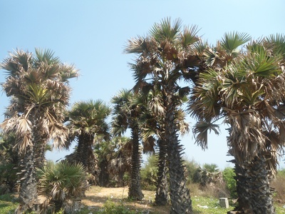 Palmyra Palm