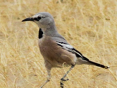 Pander's Ground Jay