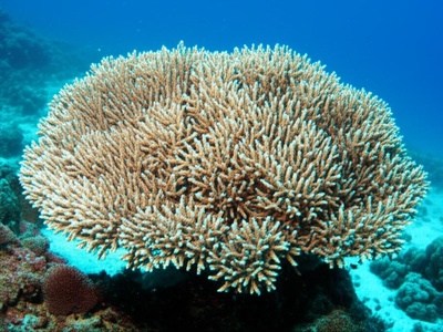 Paniculate Acropora Coral