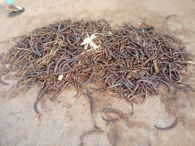 Parkia (Néré) fruit