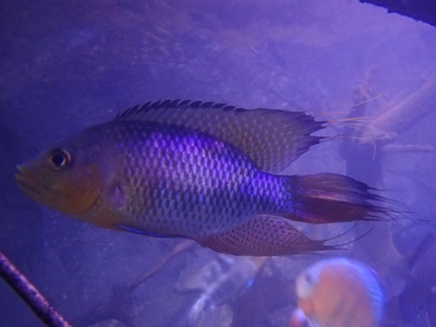 Paro's Cichlid