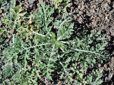 Parthenium Weed