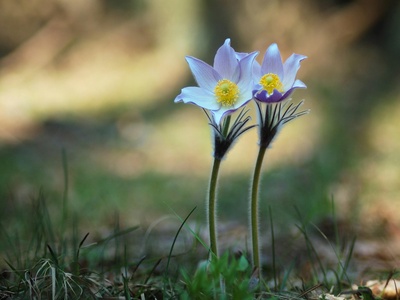 Pasqueflower