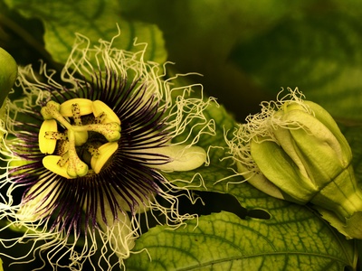 Passion fruit