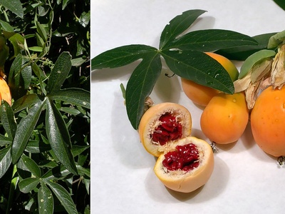 Passionflower (mburucuyá)