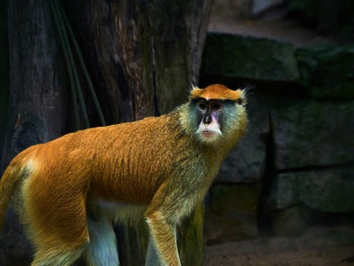 Patas monkey