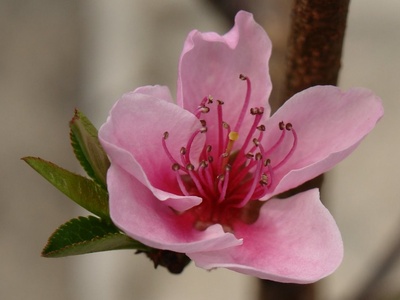Peach Blossom