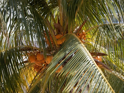 Peach palm (Pejibaye)