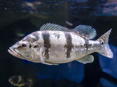 Peacock Bass (Pavón)