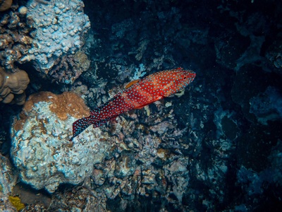 Peacock grouper (Coral trout)