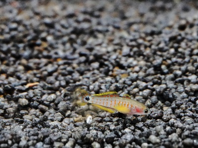 Peacock Gudgeon