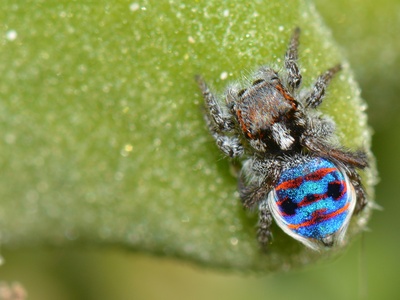 Peacock Spider