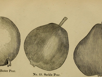 Pear (cultivated)
