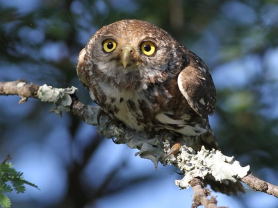 Pearl-spotted Owlet