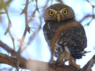 Pearl-spotted Owlet