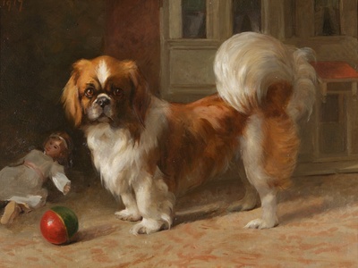 Pekingese