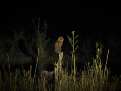 Pel's Fishing Owl