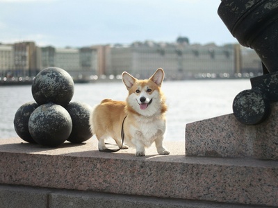 Pembroke Welsh Corgi