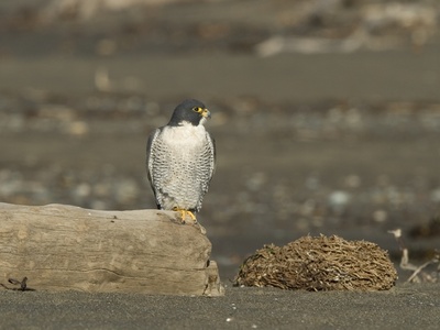 Peregrine falcon
