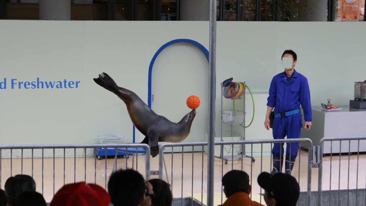 Sea lion leaping during an aquarium ambassador show with trainers and audience
