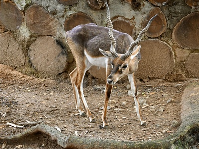 Persian Fallow Deer
