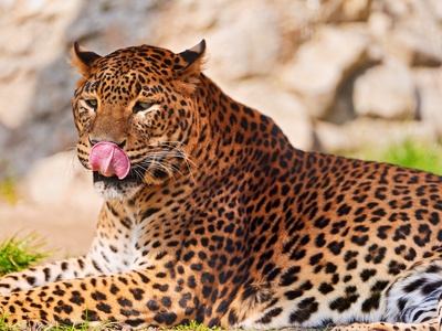 Persian Leopard
