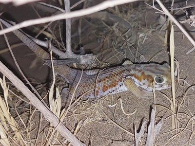 Persian Wonder Gecko