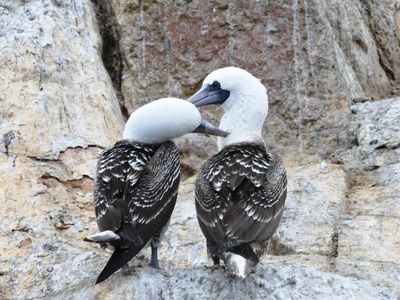 Peruvian Booby