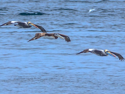 Peruvian Pelican