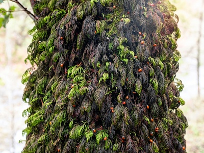 Peruvian pepper tree