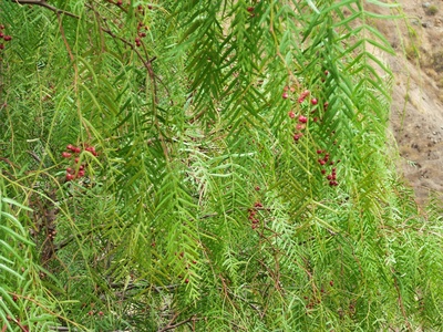 Peruvian Pepper Tree