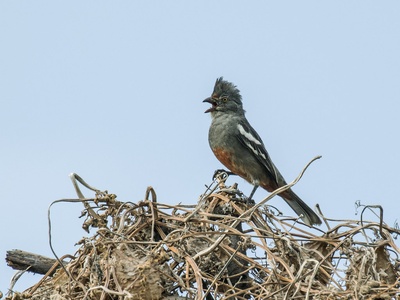 Peruvian Plantcutter