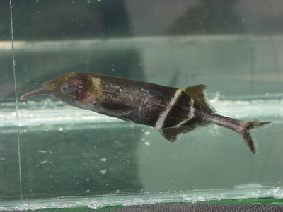 Peters's Elephantnose